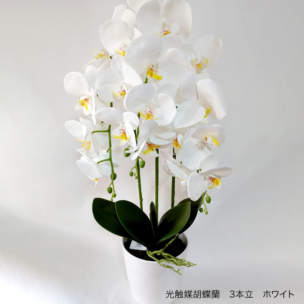 光触媒 光の楽園 胡蝶蘭 セリース ホワイト 3本立ちアートフラワー 造花 光触媒 胡蝶蘭 コチョウラン20A100 