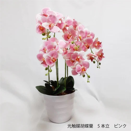 ☆絶版品☆ 光触媒 人工観葉植物 フェイクグリーン プレミアム胡蝶蘭5